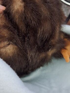 Rain Forest Cafe Thumbs Up Monkey Brown Hand Puppet Plush Doll